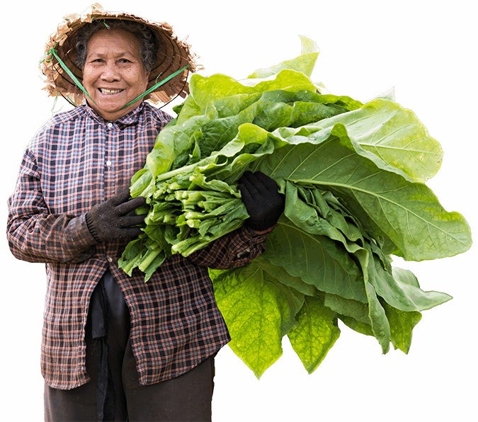 Tobacco farmers collect tobacco leaves, smiling.